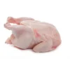 Regular Broiler Chicken Meat
